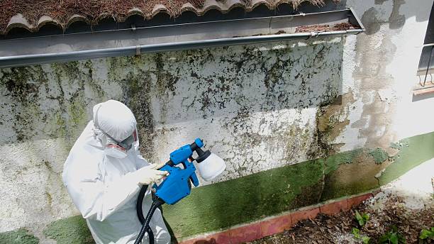 Top rated local Basement Mold Removal specialists in Doylesburg, PA